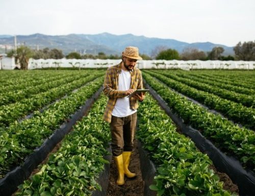 Como a Qualidade do Sono Impacta na Produtividade Rural: Dicas para Escolher o Colchão Perfeito 